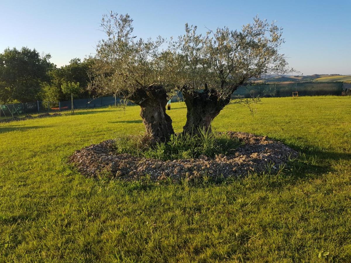 Fattoria Country Village Montecarotto Exterior foto